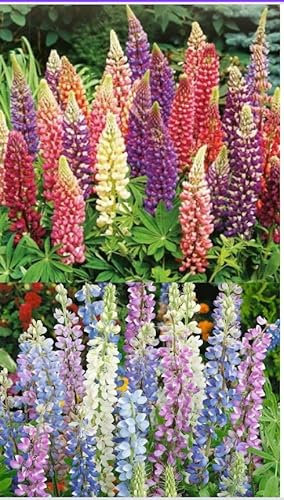 Lupin 2 Types Flower Seeds Russell Mix with Hartwegii Perennial Plant Hardy 200 Seeds Zip Pack Fresh Colour