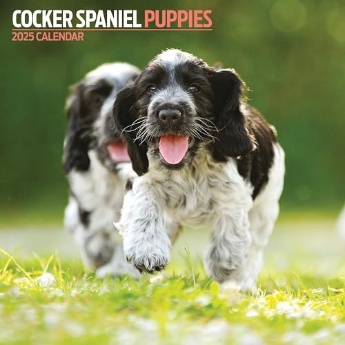 Cocker Spaniel Puppies Kalender 2025