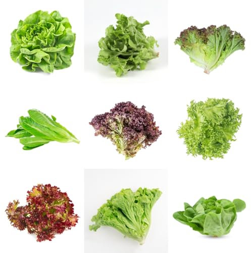 kopfsalat samen bio,salat samen hochbeete für garten, alte sorten saatgut pflücksalat samen frisches gemüse, samen gemüse exotisch pflanzensamen, balkon gewächshaus balkon pflanze, 350pcs