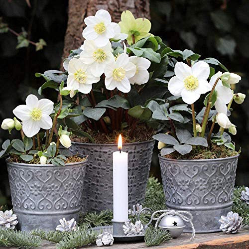 Hellebore ‘Christmas Carol’ 2 x 12cm Pot – Gift Wrapped Hardy Winter Flowering Plant | Evergreen Christmas Rose (Helleborus) for Gardens & Patios | White Blooms, Attracts Bees | by Thompson & Morgan