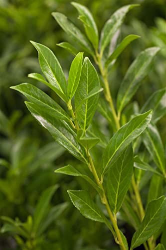 Prunus laurocerasus 'Caucasica' 100-120 cm - Kirschlorbeer, immergrün, weiße Blüten im Frühjahr, ideal als Hecke, winterhart und pflegeleicht