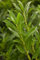 Prunus laurocerasus 'Caucasica' 100-120 cm - Kirschlorbeer, immergrün, weiße Blüten im Frühjahr, ideal als Hecke, winterhart und pflegeleicht