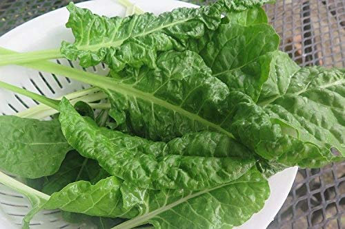 Rose A20: 20 Colori rari Semi di Rosa (20 Seeds) Beautiful Plant seeds Bonsai del Fiore per DIY casa e Il Giardino della Rosa A20