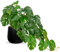 Hollyone Artificial Plants in Black Ceramic Pots, Fake Monstera Plant Decorative Faux Potted Plants, Realistic House Plant Indoor for Home Décor, Bathroom, Living Room, Kitchen, Shelf Decorations