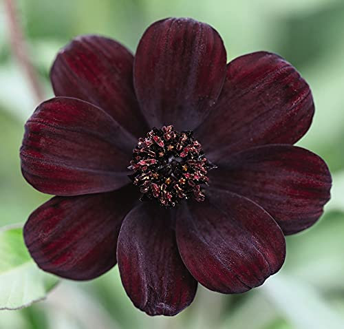 Cosmos Plants Chocolate Scented atrosanguineus ‘Chocamocha’ Half-Hardy Perennial Flowering Garden Plants Easy to Grow Your Own Garden Plant 3X Jumbo Plug Plants by Thompson & Morgan (3)