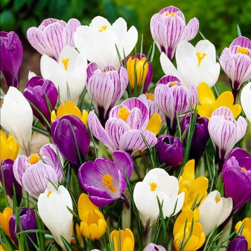 CSL sunrise100 Stück Riesiger großblumiger Krokus im Farbmix, Blumenzwiebeln aus Frischer Ernte, winterhart und mehrjährig, bienenfreundlich