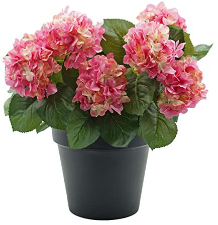 GreenBrokers Premium Quality Artificial Pink Hydrangea Flower Bush in Black Pot (50cm) with Nine Flower Clusters for Home or Outdoor Living