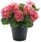 GreenBrokers Premium Quality Artificial Pink Hydrangea Flower Bush in Black Pot (50cm) with Nine Flower Clusters for Home or Outdoor Living