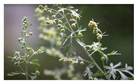 Stk - 15x Artemisia absinthium Wermut Medizinpflanze Garten Pflanzen - Samen B1913 - Seeds & Plants Shop by Ipsa