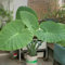 30 pcs elefantenohr pflanze winterhart samen - Colocasia Gigantea - balkonblumen, pflanzen winterhart draußen, elefantenohr samen (Leucocasia gigantea) blumengarten, samen geschenk