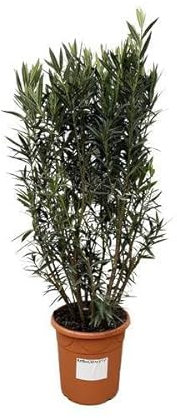 Arbusto de laurel de rosa – Adelfa Nerium – 180 cm – 40 cm