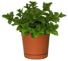 Hierbabuena Planta Natural Pequeña Con Maceta - Planta Aromática y Culinaria