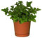 Hierbabuena Planta Natural Pequeña Con Maceta - Planta Aromática y Culinaria