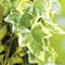 Gelbbunter Efeu Goldchild- Hedera Helix - Efeuranke als Sichtschutz oder Bodendecker - Kletterpflanze für Garten, Teich und Vorgarten - Efeublätter sind immergrün - Top Qualität von Garten Schlüter