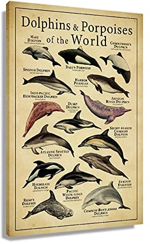 Delfin-Poster, moderne Wandkunst, Dekoration, modernes Wissen, Bildung, Giclée, Leinwandbild, Kunstdrucke für Kinder, Lernen und Raumdekoration, gerahmt, 30 x 45 cm