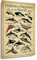 Delfin-Poster, moderne Wandkunst, Dekoration, modernes Wissen, Bildung, Giclée, Leinwandbild, Kunstdrucke für Kinder, Lernen und Raumdekoration, gerahmt, 30 x 45 cm