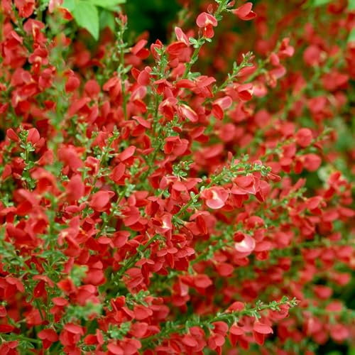 Cytisus Red Favourite - Broom Plant - Hardy Outdoor Plants Ruby Red Flower Shrubs - Outdoor Garden Ready Hardy to Grow in Pots (9cm Pot, 15-25cm)