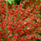 Cytisus Red Favourite - Broom Plant - Hardy Outdoor Plants Ruby Red Flower Shrubs - Outdoor Garden Ready Hardy to Grow in Pots (9cm Pot, 15-25cm)