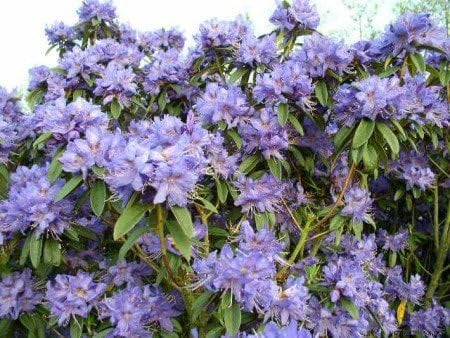 Zwerg Rhododendron russatum Gletschernacht 25 cm hoch mit Ballen