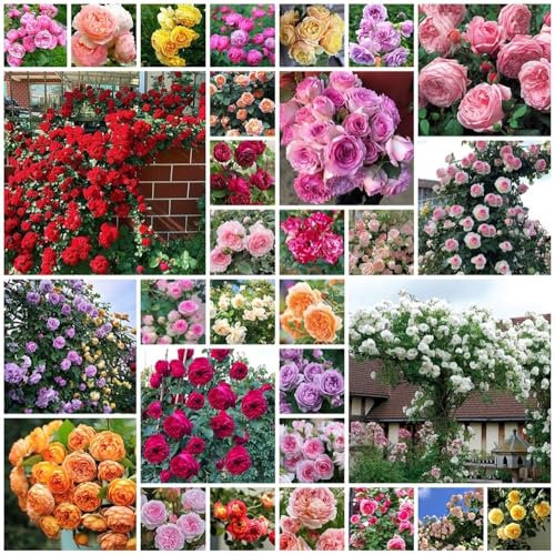 1000pcs Semi Di Rosa Rampicante Fiori Perenni Resistenti Facili Da Coltivare, Colori Misti Rosa Rampicante, Per Orto Giardino Balcone Interni Ed Esterni