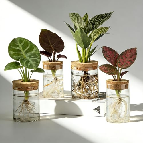 BigKing Terrario hidropónico para plantas de 4 piezas con tapa de madera, juego completo de jardín de botellas, terrario de plantas, vidrio hidropónico para plantas de flores y plantas de interior