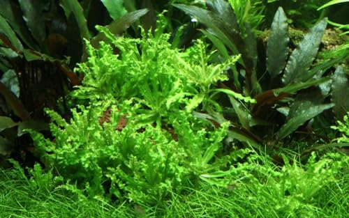 AquaOne Aquarium Pflanze 10 Stück Pogostemon helferi I Wasserpflanze Aquariumpflanze Bodendecker Spar-Set einfach pflegeleicht Aquascaping Dekoration