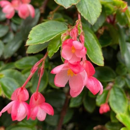 50 pcs eisbegonien samen begonia, garten blumen winterhart, zimmerpflanzen samen begonie samen garten hochbeet, steingarten pflanzen wildblumenwiese saatgut mehrjährig, kübelpflanzen
