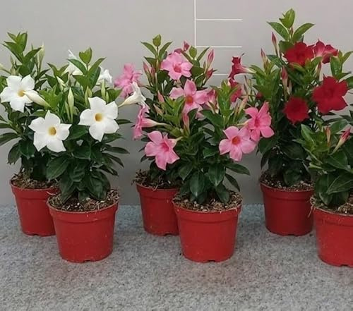MODIPITRE Dipladenia Pianta Viva in Vaso da 14 cm, 6 Pezzi, 2 bianchi, 2 rosa, 2 rosse
