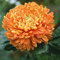 Semillas de crisantemo perenne, 90 unidades, color naranja