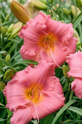 Taglilie 'Cosmopolitan' im Topf Hemerocallis duftend winterhart mehrjährig | Hemerocallis, rosa Blüten mit gelber Kehle, Juni bis August, duftend, sonnig bis halbschattig, winterhart bis -20 °C
