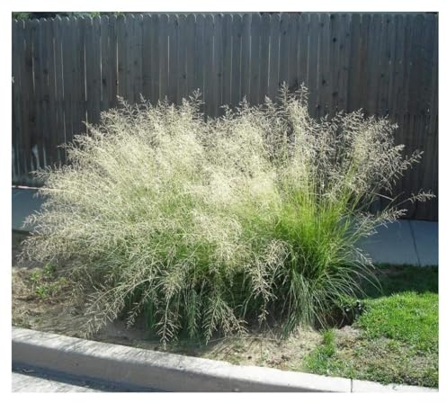 Stauden Gänge 3 x Eragrostis curvula im 1 Liter Topf (Stauden/Staude/Ziergras/Gräser/Winterhart/Mehrjährig) Afrikanisches Liebesgras - Filigrane Eleganz, die im Wind tanzt