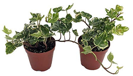 Hiedra Inglesa Bicolor | Pack 2 Plantas | Hiedras Variegata Plantas Naturales de Interior y Exterior