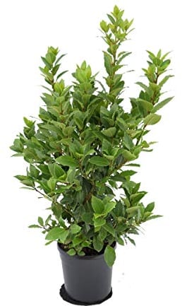 3 Stück echter Gewürzlorbeer - Laurus nobilis 40-60 cm