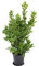 3 Stück echter Gewürzlorbeer - Laurus nobilis 40-60 cm