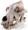 Guangcailun Resin Skull Coyote Wolf Taxidermy Model Craft Figuren Dekorative Skulpturen Antikes Geschenk Anatomische Lehre Requisite