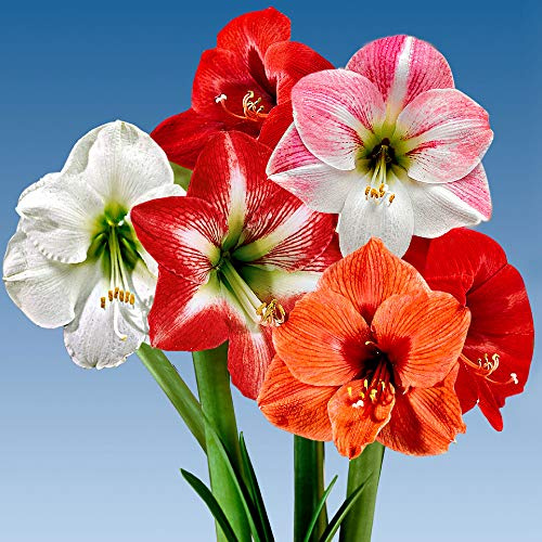 5x Hippeastrum | 5er Blumenzwiebeln Mix Amaryllis Zwiebel | Ritterstern Zwiebel | Blumenzwiebeln Frühblüher Ø 26-28 cm