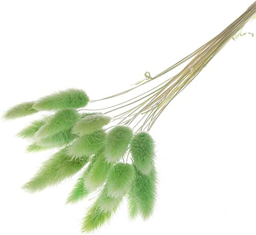 Youning Kunstblumen 20 Stück Lagurus Ovatus Kaninchenschwanz Getrocknete Blumen, Künstliche Blumen, Bunt Künstlicher Kaninchenschwanz Gras Blumenstrauß, Natürliche Getrocknete Blumen (Grün)