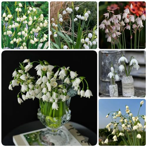 20 Pcs Echte Märzenbecher Zwiebeln - Leucojum Vernum - Frische Blumen, Gartendeko Für Draußen Märzenbecher Pflanze Knollen, Blühwiese Mehrjährig, Geschenk Garten Balkon Blumen, Pflanzen