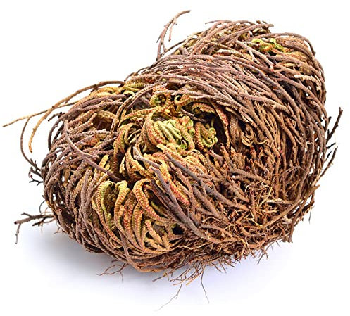 Rosa Di Gerico Bulbi Ornamentali Di Hardy Perenni Tappezzanti Rosa Di Gerico Veri Bulbi Da Fiore Piante Resistenti Al Contenitore Pianta Da Balcone Piante Da Appartamento Vera Rosa Di Gerico 3 Tuberi