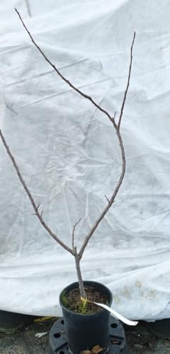 Malus domestica 'M26' (Marcotte) / Pommier/Conteneur de 2 à 2.9 litres/Fruitier