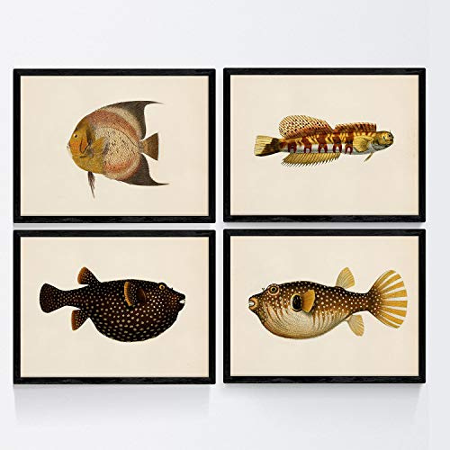 Nacnic Set of 4 plates with colorful fish vintage black yellow tone effect. Melata. 4 different fish composition in A3 size, background old paper vintage poster paper