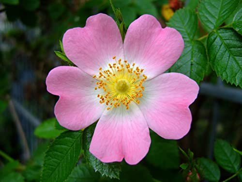 Rosa Canina vaso 19 cm