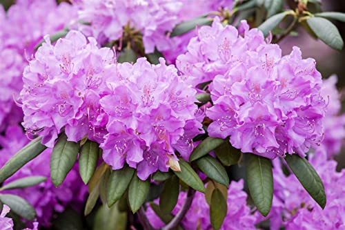 Rhododendron catawbiense 'Roseum Elegans' 40-50 cm - Rhododendron, rosafarbene Blüten, Blütezeit Mai-Juni, ideal für Halbschatten, winterhart und pflegeleicht
