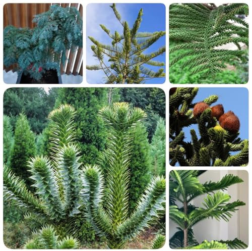 200 piezas Semillas de araucaria bonsái de interior bonsái, plantas de balcón Árbol de araucaria, Araucaria araucana Plantas resistentes para el jardín, semillas exóticas. semillas