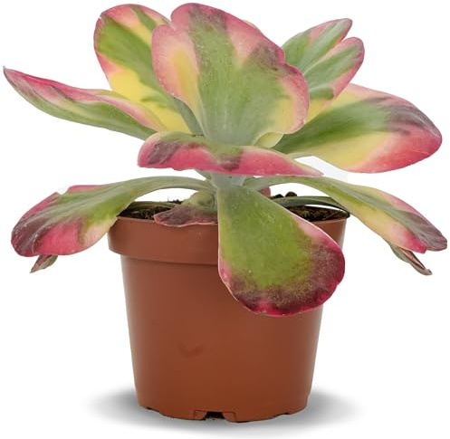 Kalanchoe Thyrsiflora Variegata Natural en Maceta | Planta Suculenta Viva Tricolor, Ideal para Interior o Exterior, Resistente y Fácil de Cuidar, Calanchoe Tirsiflora