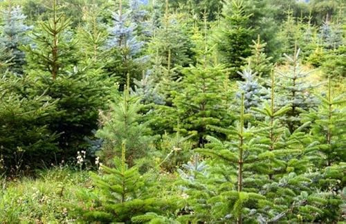 25st. Blaufichten picea pungens glauca 20-40cm Blaufichte Wurzelware Fichte Tanne Nadelgehölz