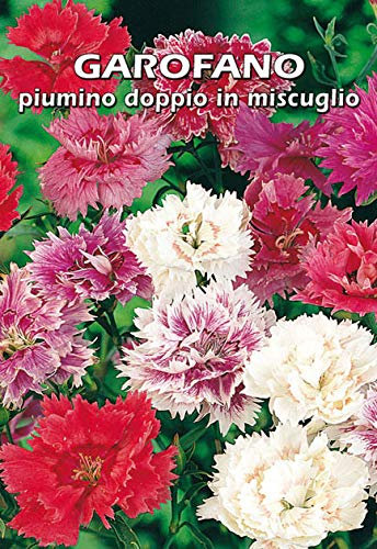 GAROFANO piumino doppio in miscuglio - SEMI