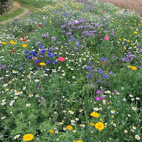Eco Meadow - Wildflower and Grass Seed Mix - 30% Wild Flower Seeds 70% Meadow Grasses - Garden Lawncare Guy (500g)