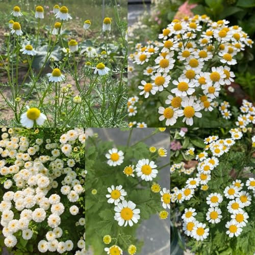 500 pz Veri semi di camomilla perenni giardino di piante, semi di aiuole rialzate, Matricaria recutita, Vere piante in vaso, semi di piante in casa Semi di fiori amichevoli per le