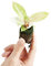 PLNTS - Baby Philodendron Snowdrift - Zimmerpflanze - Zimmerpflanzen, Pflanzen Echt, Nachhaltige Verpackung - 3cm Stecklinge - Höhe 8cm - Direkt von der Gärtnerei